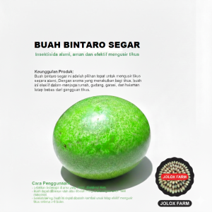 PENGUSIR TIKUS BUAH BINTARO/SIMPALAK/CERBERA MANGHAS INSEKTISIDA ALAMI PENGUSIR HAMA DLL