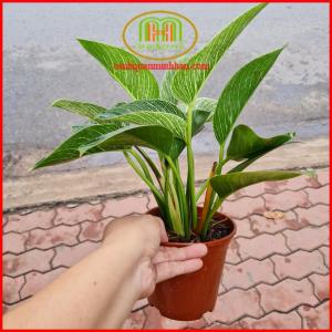 Cây trầu bà lá sọc để bàn trang trí bàn làm việc tặng kèm phân bón cây Minh Hân Garden