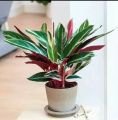 tanaman calathea 5 jenis (Tanaman hias hidup/tanaman hidup/bunga hidup/bunga hidup murah/bunga hias hidup/kembang/cuci gudang tanaman/bunga hias yang lagi viral/tanaman hias bunga hidup asli. 