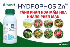 ( Hợp Trí ) HYDROPHOS Zn (500ML) - PHÂN BÓN LÁ HỖN HỢP PK - TĂNG PHÂN HÓA MẦM HOA KHÁNG PHÈN MẶN - Hàng Hiệu Chính Hãng