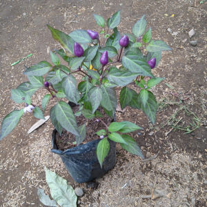 Bibit Tanaman Cabe Ungu Siap Tanaman