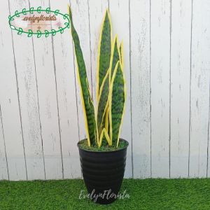 Pohon Hias Daun Lidah Mertua X10 Latex Artificial Pot Tawon Pirus Hitam Pohon Plastik Dekorasi Ruang Tamu Aesthetic