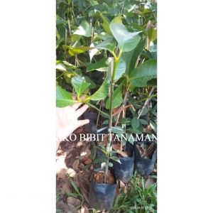 BIBIT BUAH MANGGIS SUPER (COCOK DITARUH POT)