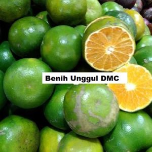 Bibit Jeruk Pontianak Manis Sudah Berbuah