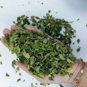 daun kelor kering murni 100%