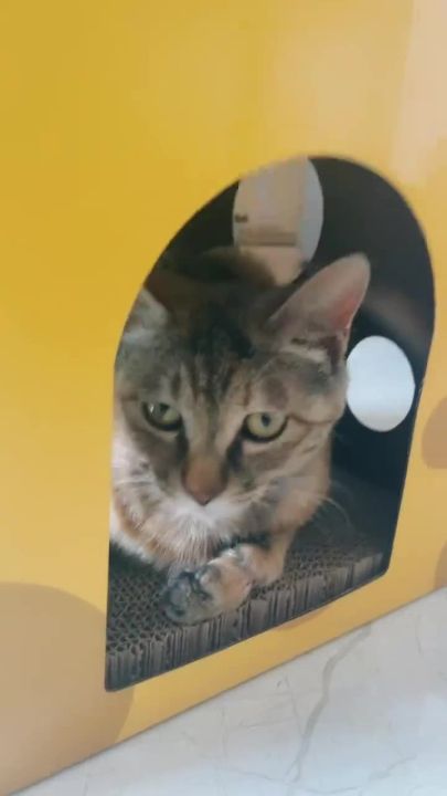 Cat%20Toy%20House%20Indoor%20Cats%20Scratching%20Board%20Scratch%20Board%20Corrugated%20Cardboard%20Yellow%20Scratcher%20Sleeping%20Bed%20Accessories%20%20%20Mainan%20Rumah%20Kucing%20Murah%20Gila%20%E7%8C%AB%E6%8A%93%E6%9D%BF%E5%B1%8B%20%E7%8C%AB%E6%8A%93%E6%9D%BF%E7%AA%9D%20-%20Image%205