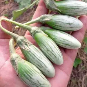 เมล็ดพันธุ์มะเขือเปราะตอปิโด งอกง่าย โตไว ผลดก