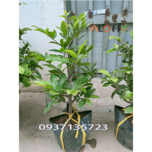 [HCM]cây mai  vàng ( mai giảo trồng từ hạt )