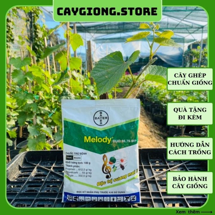 Thuốc Melody Dou 66.75WP trừ bệnh sương mai cho cây trồng gói 100gr