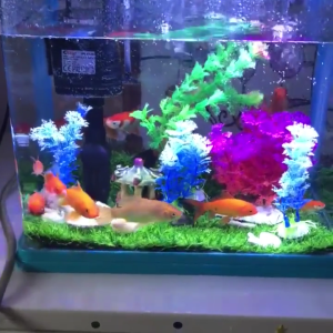 Wireless Aquarium Thermometers Digital LED Display Accurate Temperature Gauge Operated For Fish Tanks Reptiles