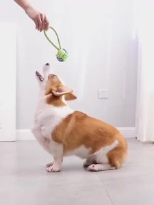 Dog Toys Toy Dog bone Ball s Rope Dogs Chew Clean Toys Grinding Teeth Traning Accessories