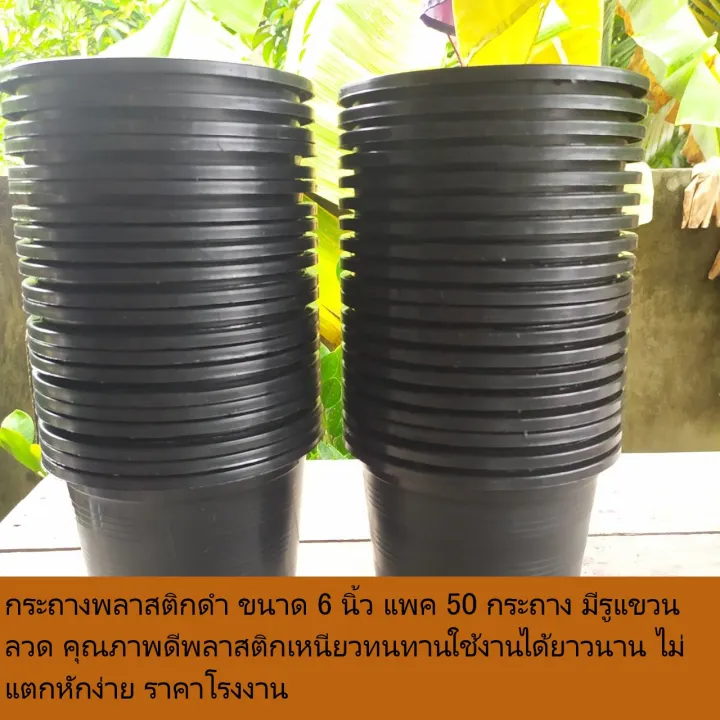 กระถางพลาสติก 6 นิ้วแพ็ค 50 ใบพร้อมรูแขวน