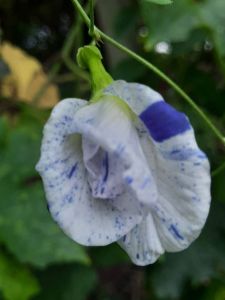 เมล็ดอัญชันด่าง 40 เมล็ด อัญชันซ้อนด่าง อัญชันขาวด่าง ม่วงด่าง เมล็ดพันธุ์แท้ปลูกต่อได้