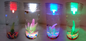 Aquarium tabung ikan cupang guppy soliter