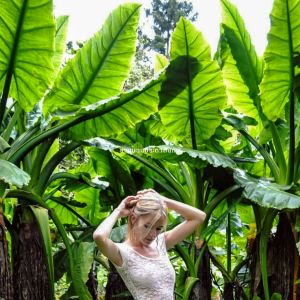 บอนกระดาดยักษ์ ต้นบอนยักษ์ ขนาด Mini