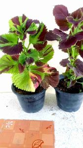 ต้นไม้มงคลโชคลาภซื้อ 1 แถม 1 ซื้อ 1 ต้นฟรี 1 ต้น ต้นฤาษีผสม 1แถม1 ซื้อ1ต้นฟรีอีก1ต้น ส่งแบบกระถาง ขนาด3นิ้ว