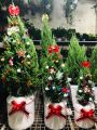 Cây Sơn Tùng, Cây Trang Trí Giáng Sinh, Cây Thông Noel Cao 1Met.