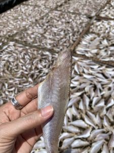 KHÔ CÁ ĐỔNG ƯỚP VỊ LẠT VỪA ĂN KHÔNG MẶN