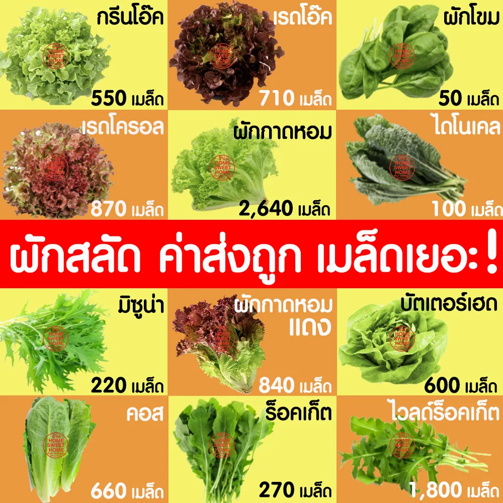 9 อันดับเมล็ดพันธุ์ผักสลัดและผักสวนครัวยอดนิยม งอกดี ปลูกง่าย อัปเดตปี 2025