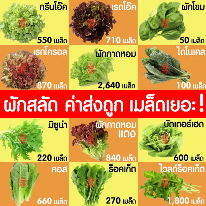 เมล็ดพันธุ์ผักสลัด คอส กรีนโอ๊ต มินิคอส 2000 เมล็ด