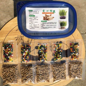Cat Grass/Rumput Kucing-Soilless Pet Wheat Grass Plant Kit