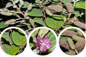 Trà cây an xoa tím - Gói 1kg khô dùng cho các vấn đề về gan như gan b.c u gan men gan cao gan nhiểm mở hiệu quả