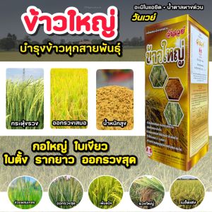 ข้าวใหญ่ อะมิโนแอซิด+น้ำตาลทางด่วน ฮอร์โมนข้าว อะมิโนข้าว บำรุงข้าว ใบเขียว ใบตั้ง แตกกอ ลมเบ่ง เร่งเต่ง เร่งแป้ง 1L.