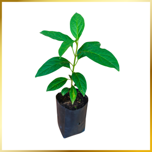 ต้นกล้าเชียงดา (ต้นพันธุ์ผักเชียงดา ผักจินดา) กฤติยาพันธุ์ไม้ - เพาะจากเมล็ด แข็งแรง โตเร็ว อายุยืน