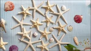 20 PCS Starfish 2.5" to 4" Natural Seashells Starfish Star Fish Shells Decorations White Starfish Ornaments Perfect for Wedding Beach Theme Party Home Decorations DIY Crafts Fish Tank