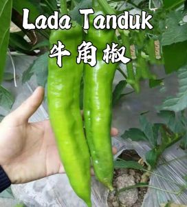 Benih Lada Tanduk (30 Seeds)/ 牛角椒种子/Big Horn Pepper Seeds