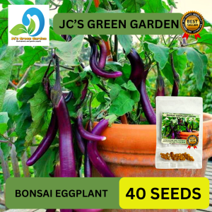 (40 SEEDS) BONSAI EGGPLANT SEEDS/FOR POTS AND CONTAINER/FOR PLANTING/EASY TO GROW - 1PACK