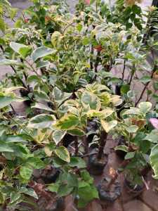 Bibit Bunga Bugenvil Varigata 5 warna Hasil Stek Siap Berbunga