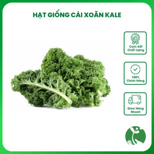 Hạt giống rau Cải Kale - Gói 2gr - Tỷ lệ nảy mầm >90% - Trồng quanh năm - Thu hoạch sau 70-80 ngày