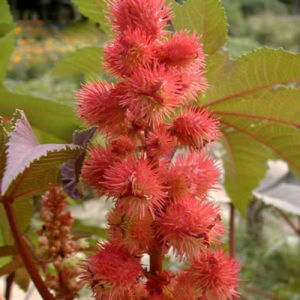 Ornamental Red Castor Seeds Castor Seeds Castor Seeds Castor Oil Seeds Potted Plants Spring Sowing Plants Flowers