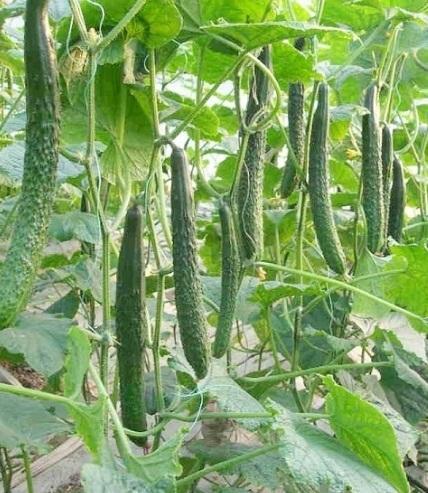 H%E1%BA%A1t%20gi%E1%BB%91ng%20D%C6%AFA%20LEO%20NH%E1%BA%ACT%20%20(d%C6%B0a%20chu%E1%BB%99t%20nh%E1%BA%ADt)%20-%20Image%204