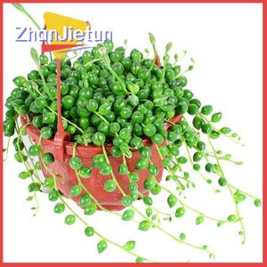 zhanjietun Plastic Hanging Planter Flower Plant Chain Basket Planter Holder Succulent Plant Flower Pots Flowers Container Home Garden Decor