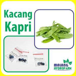 Benih Kacang Kapri Unggulan berkualitas biji bibit hydroponik hidroponik sayuran tanaman sayur hijau