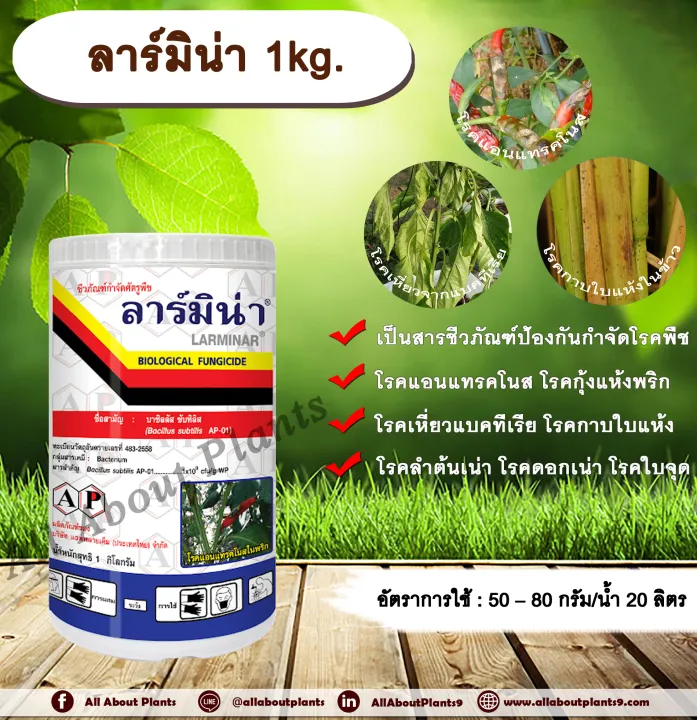 ลาร์มิน่า บาซิลลัส ซับทิลิส 1 กก. เกษตรอินทรีย์