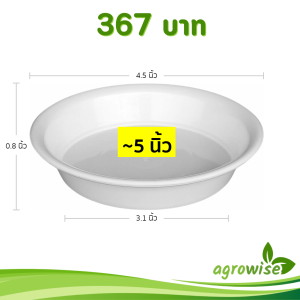 กระถาง กระถางแคคตัส กระถางปากแตร 4.5 นิ้ว สีขาว 100 ใบ ชิ้น อัน