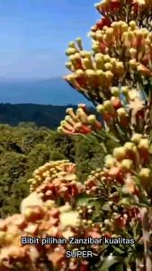 BIBIT CENGKEH ZANZIBAR SANSIBAR & JAWA