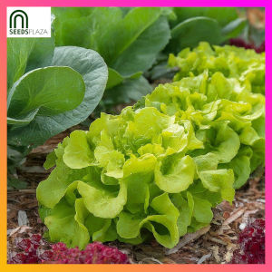 SeedsPLAZA™ - Australian Lettuce Yellow Green Seeds for Planting Vegetable Plants (50 Seed) + Planting Instructions F1