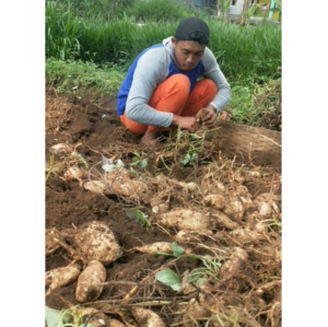 3 Kg Ubi Jalar Putih/ Boled bandorasa/ Makanan karbohidrat