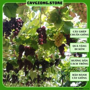 Cây giống nho Kẹo 126 thân dây leo giàn trồng chậu thùng xốp Ninh Thuận NG03