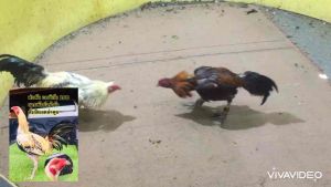 เจตไก่ชน พม่าอเมริกัน สายพันธุ์แข้งรัว แบ่งไข่เชื้อไปพัฒนาครับ ราคาใบละ 100 ชุด6ใบ500. บาท 081-7657080I’d 0817657080 ไก่พม่าอเมริกัน ไก่พม่าอเมริกัน ราคา - Lazada