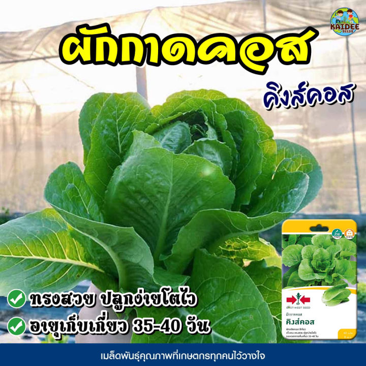 เมล็ดผักกาดคอส คิงส์คอส ตราศรแดง โตไว