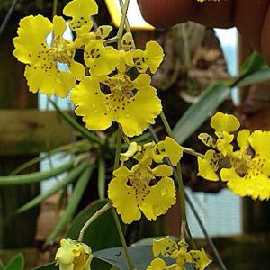 tolumnia mini oncidium orchids