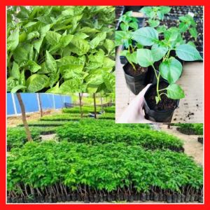 ส่งเร็ว ผักสวนครัว ต้นพริกพริกเหลืองอินโด เหลืองพัทลุง พริกขาวชี ในถุงดำ ลงดินลงกระถางได้เลย กล้าพริก ต้นกล้าพริก กล้า รายได้เสริม