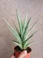 Sansevieria Silver Nymph with FREE plastic pot, pebbles and garden soil (Rare Indoor Plant and 4 Stocks Only). 