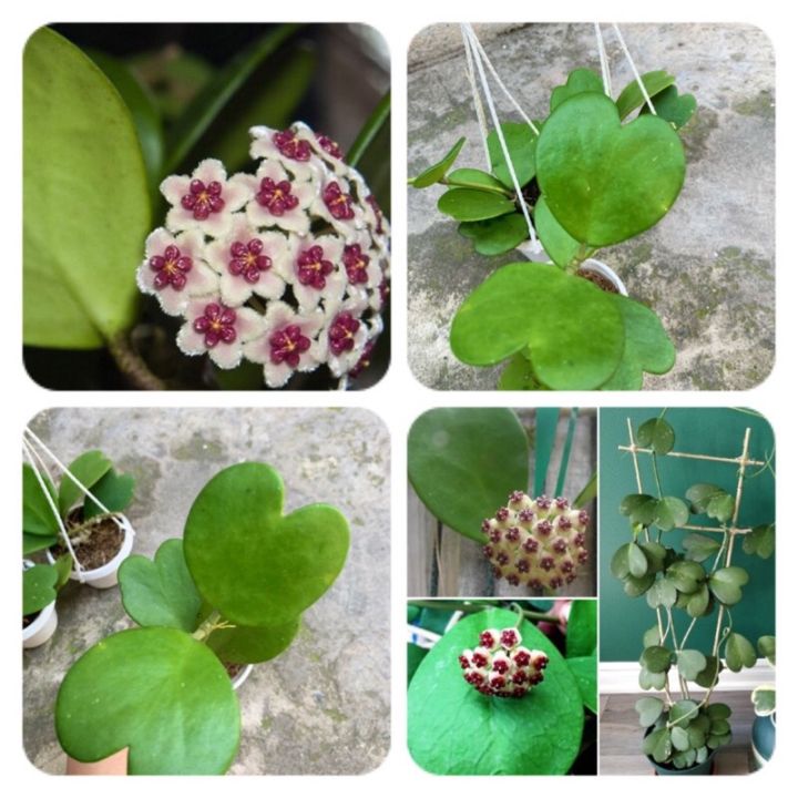 Lan Cẩm Cù Lá Trái Tim