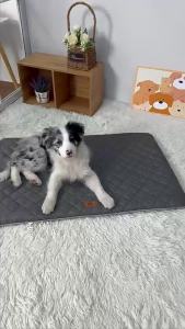 Four Seasons Universal Dog Bed Mat Removable Washable Dogs PadSpecial Kennels Accesorios for Small Medium Large Dogs Cats2026